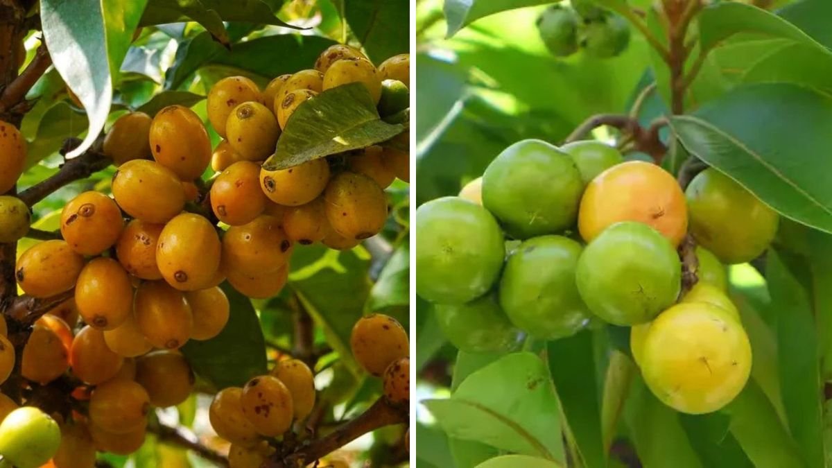 Nance, Nanche Hogberry – Everything You Need to Know About Cultivation and Uses