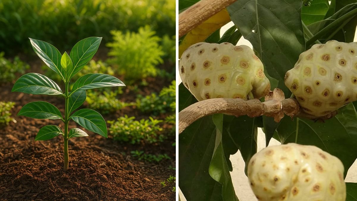 How to Grow Noni from Seed – Complete Guide to Noni Fruit Plant