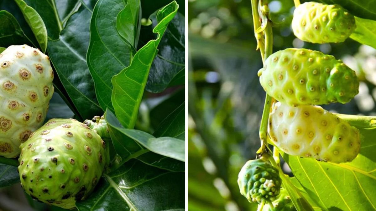 Noni Fruit – How to Grow and Care for the Noni Fruit Plantc