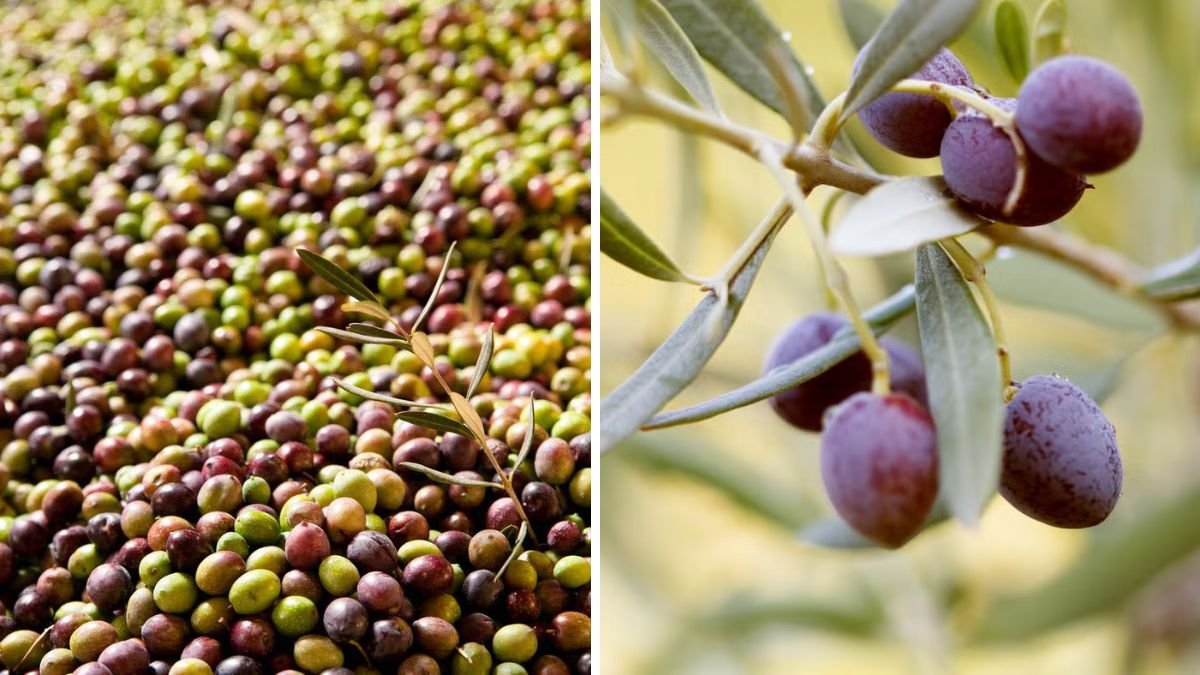 These Olives Come from 100 Year Old Trees in Portugal!