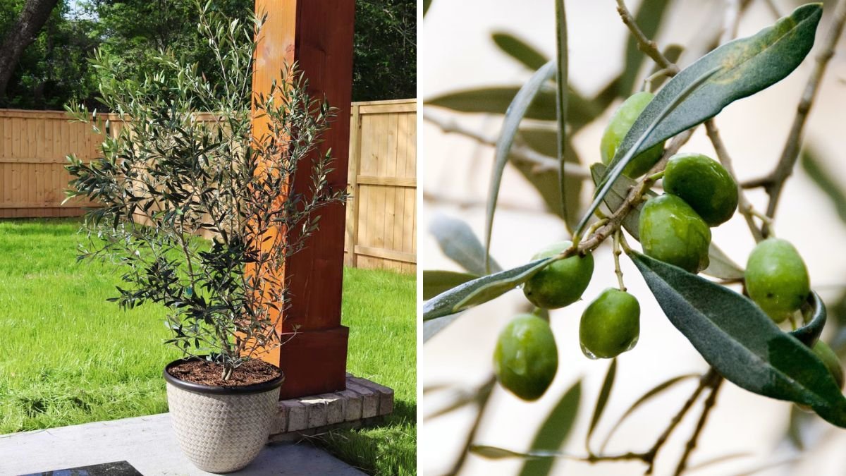 Grow Your Own Olives – Arbequina Olive Tree for Home Gardens