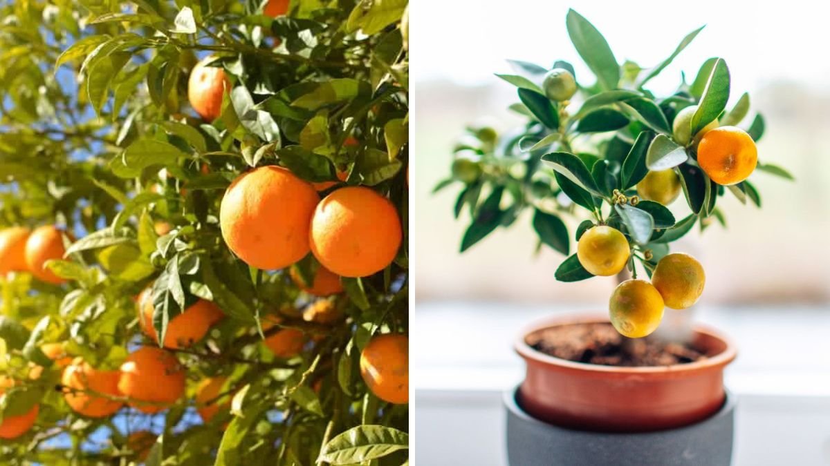 How to Grow Orange Tree from Seed – Easy Way to Grow Orange Trees at Home