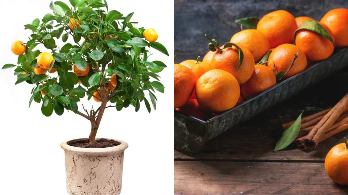 The Secret to Growing Lots of Oranges in a Pot – How to Grow Chinese Orange at Home