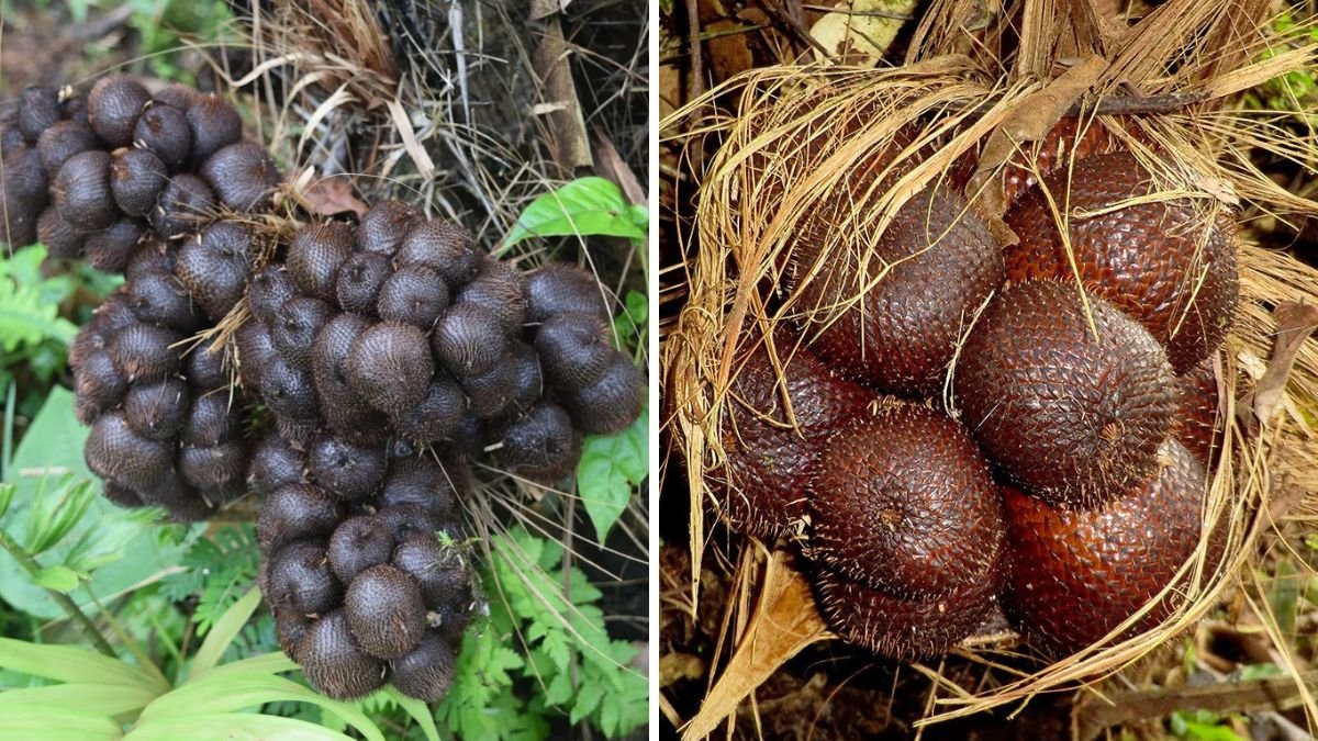 My First Snake Fruit (Salak): A Beginner’s Journey from Planting to First Harvest