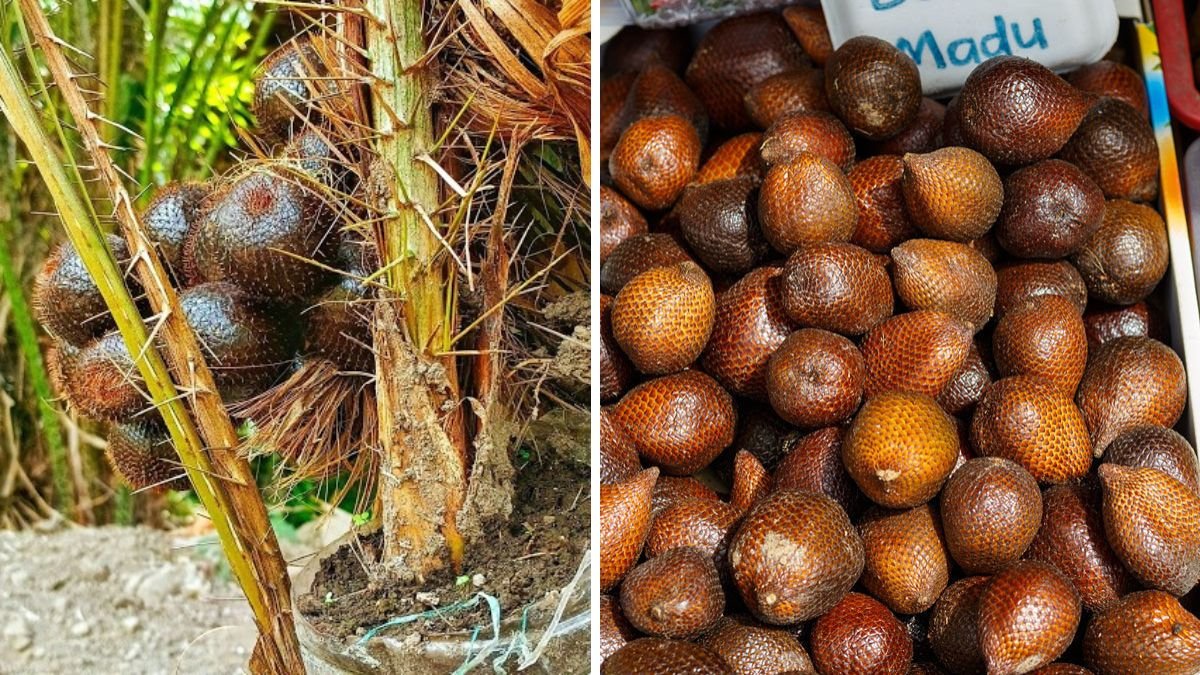 How Snake Fruit (Salak) Grows on the Tree – Complete Time-Lapse from Flower to Ripe Fruit