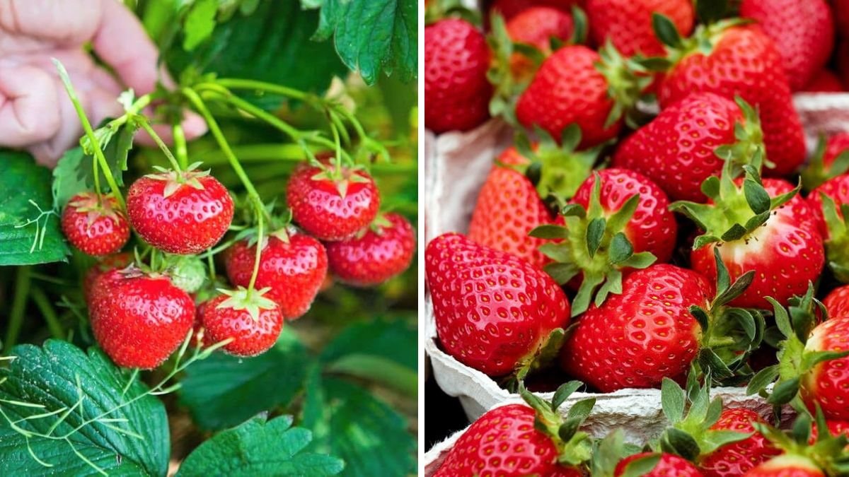 Best Strawberry Seeds for Beginners – Easy Varieties for Fast and Sweet Results