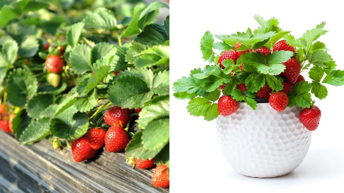 Strawberry Leaves and Pruning – How Proper Leaf Care Increases Fruit Yield