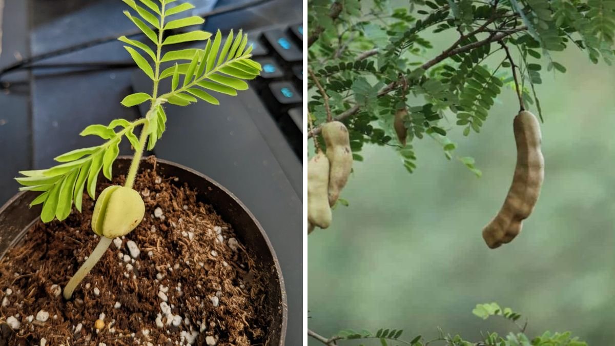 How to Grow Tamarind from Seed at Home: Complete Guide to Germinating Tamarind Seeds Successfully