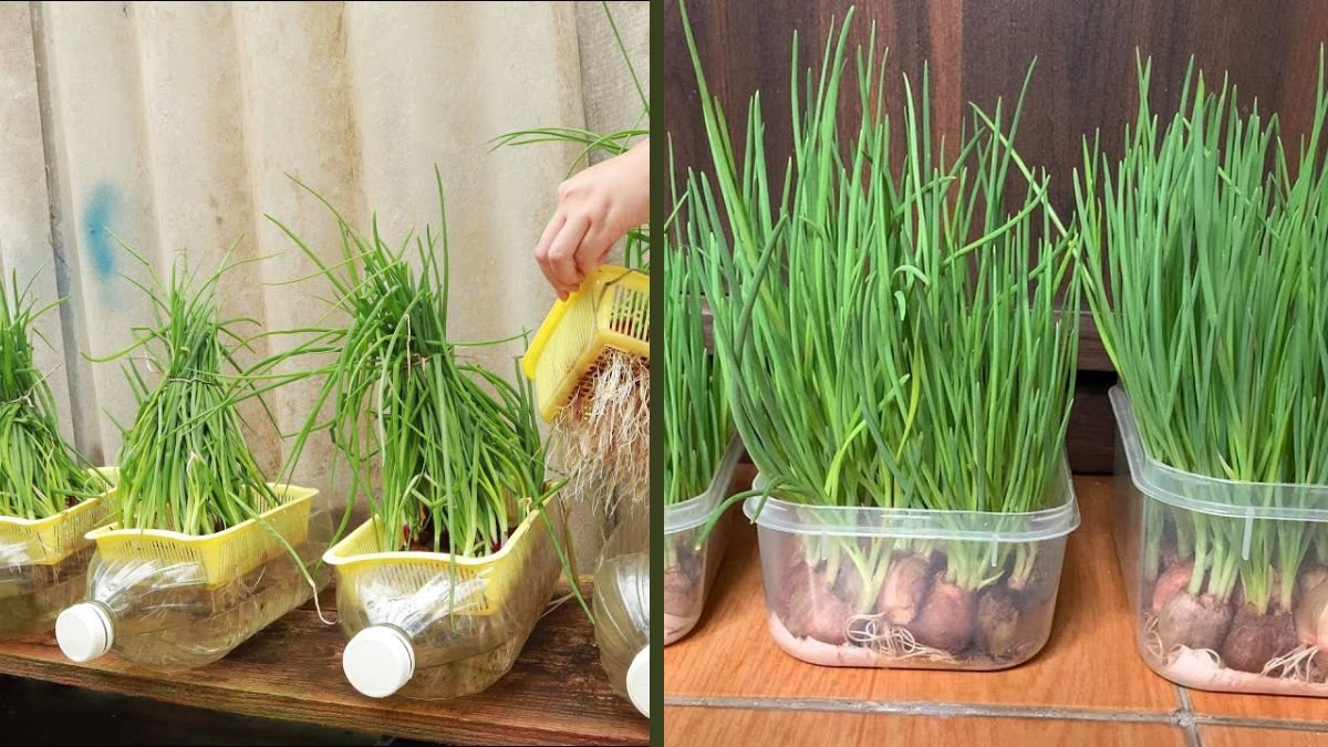 Have a Dried Coconut? Try Growing Green Onions This Way! An Easy, Eco-Friendly Kitchen Gardening Method