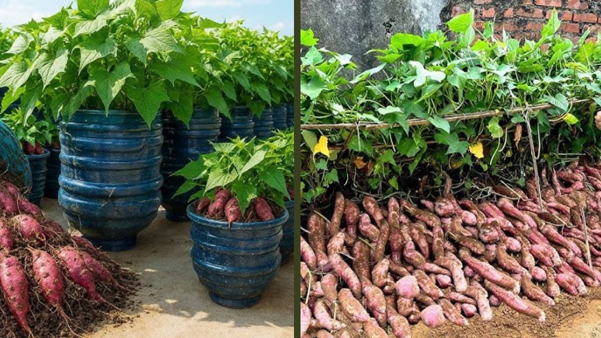You’ll Never Regret Seeing This Wonderful Way to Grow Sweet Potatoes at Home Naturally