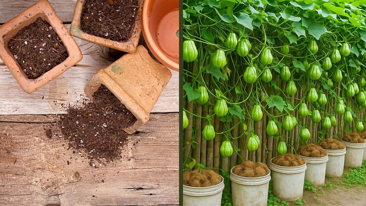 You’ll Never Throw Away Dried Coconuts Again After Seeing This: Smart Gardening & Home Uses Revealed