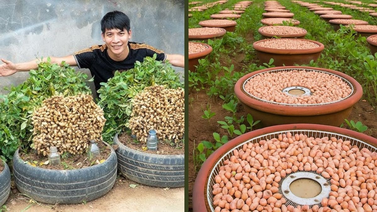 Don’t Toss That Old Fan Cage! A Creative Way to Grow White and Plum Vegetables at Home
