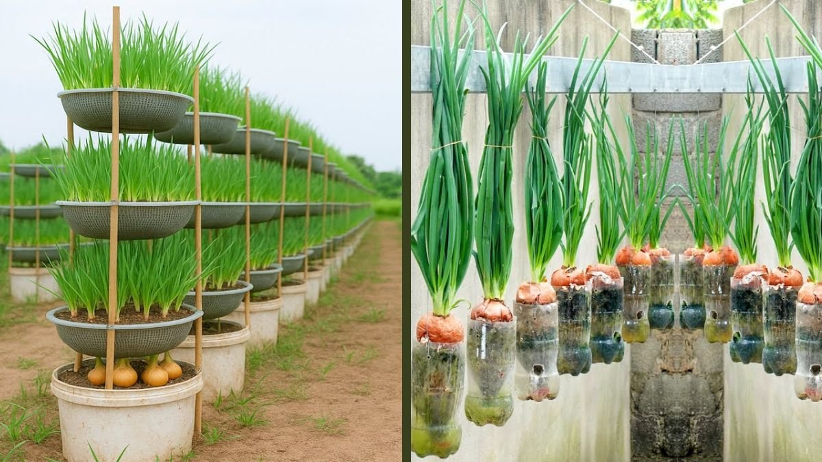 Small Space? Old Plastic Basket? Grow Onions Like This Instead! A Simple DIY Gardening Hack