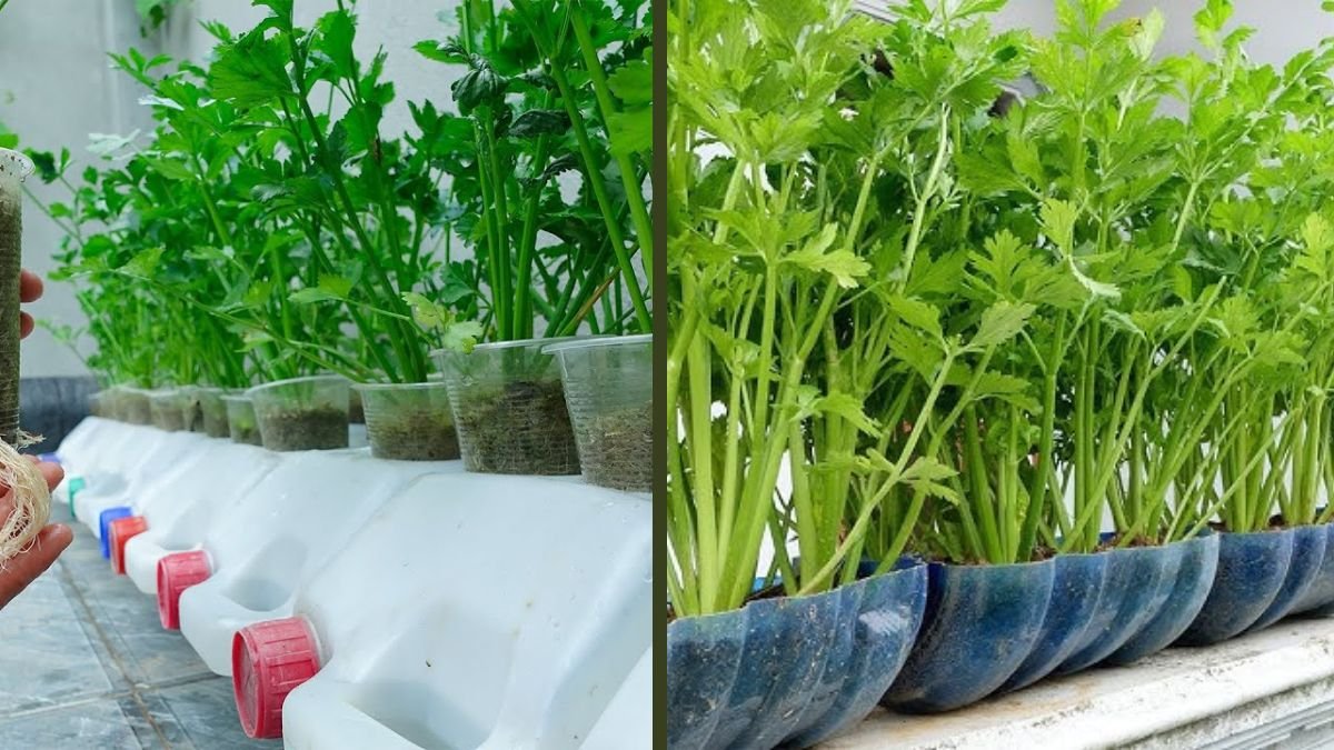 Tips for Growing Celery from Seeds Without a Garden: TN Gardening Guide