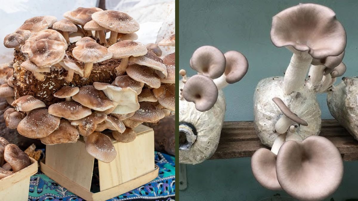The Complete Process of Growing Giant Abalone Mushrooms at Home – Step-by-Step Guide