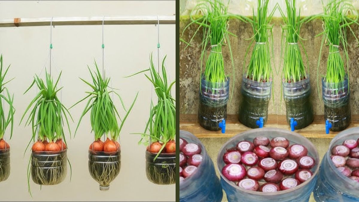 Unique Idea of Growing Onions at Home – Why Didn’t I Know This Way Sooner?