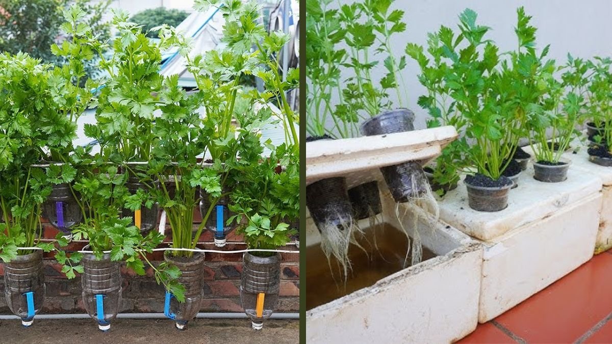 Wish I Knew This Method of Growing Celery Sooner! | Easy, Fast & Budget-Friendly Celery Gardening