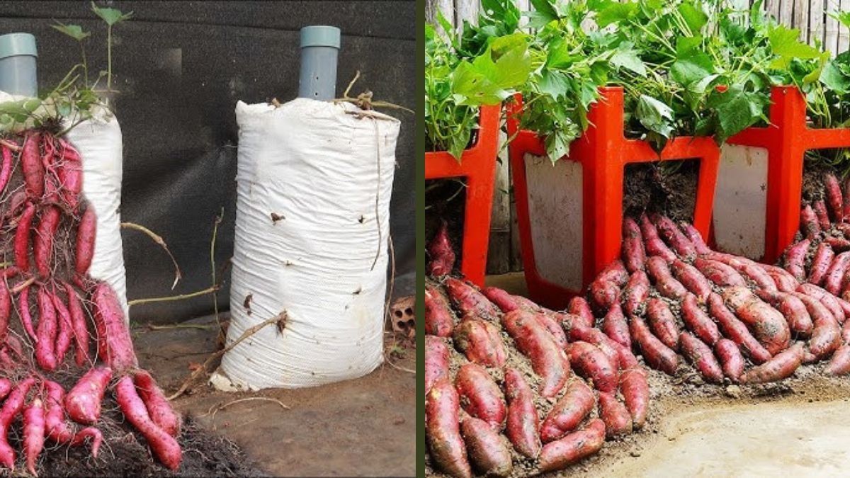 Growing Sweet Potatoes in Soil Bags – Harvest and Cook Right in the Garden!
