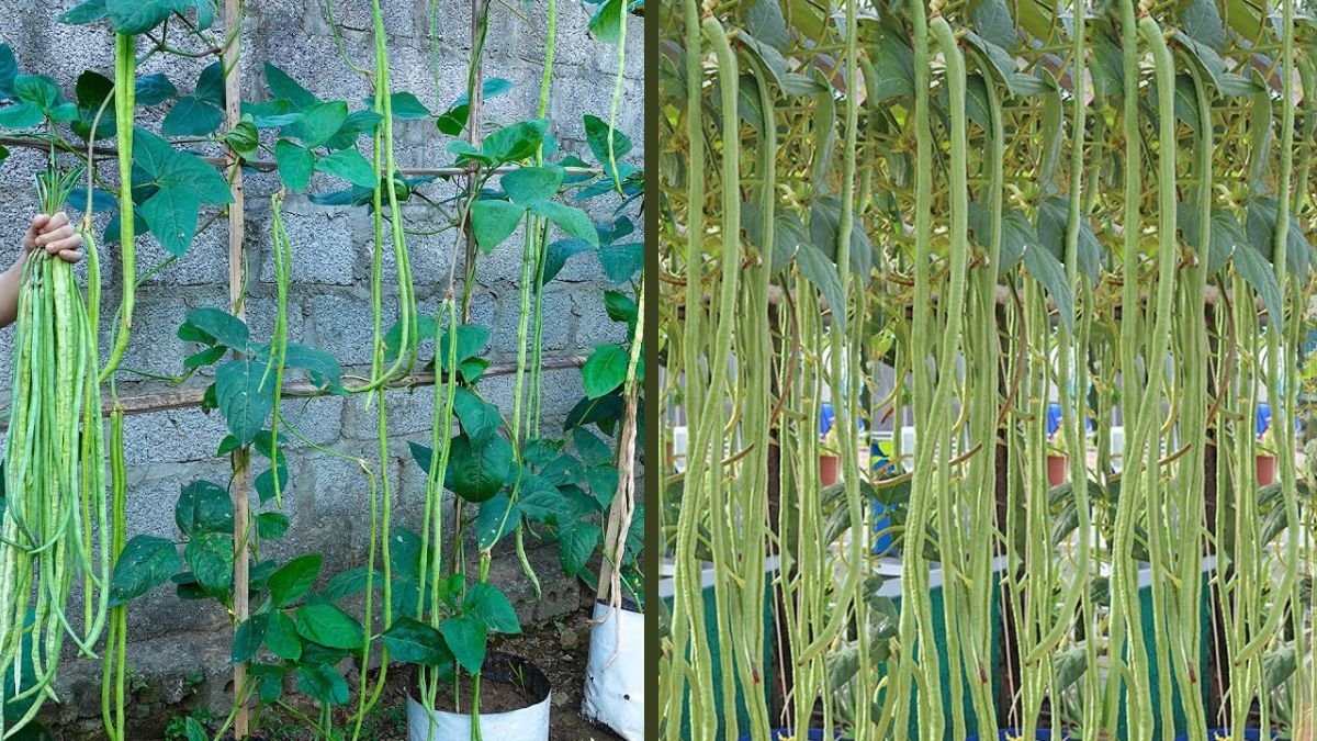 Give This Method a Try for Growing Long Beans: Super Easy, Fast Growing, and Highly Productive