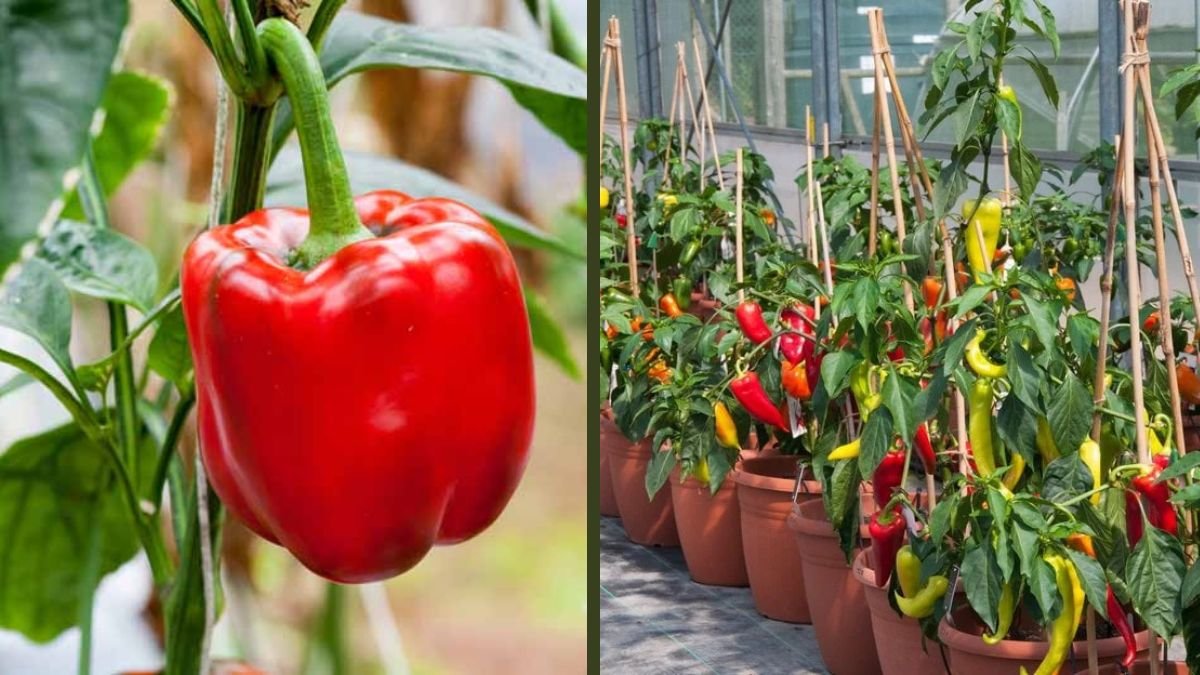 Even Beginners Can Easily Grow Bell Peppers at Home | Step-by-Step Guide