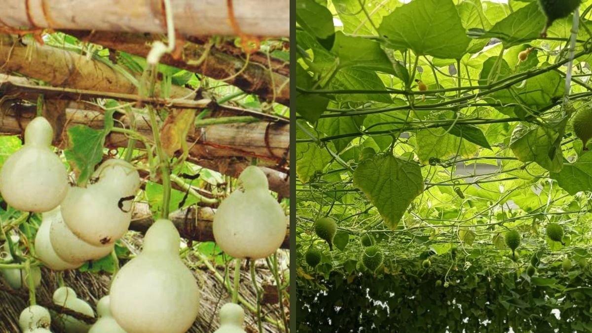 With This Growing Method, Gourds Multiply Abundantly | Mothers Can Harvest More Than They Can Eat