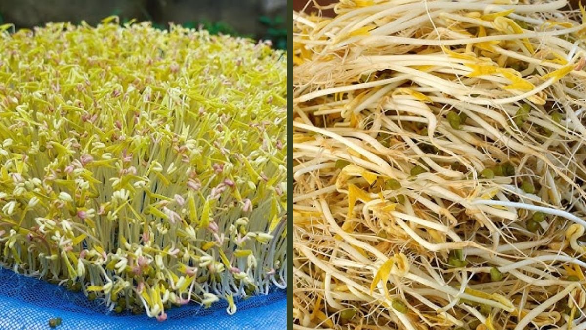 New Technique For Growing Mung Bean Sprouts At Home