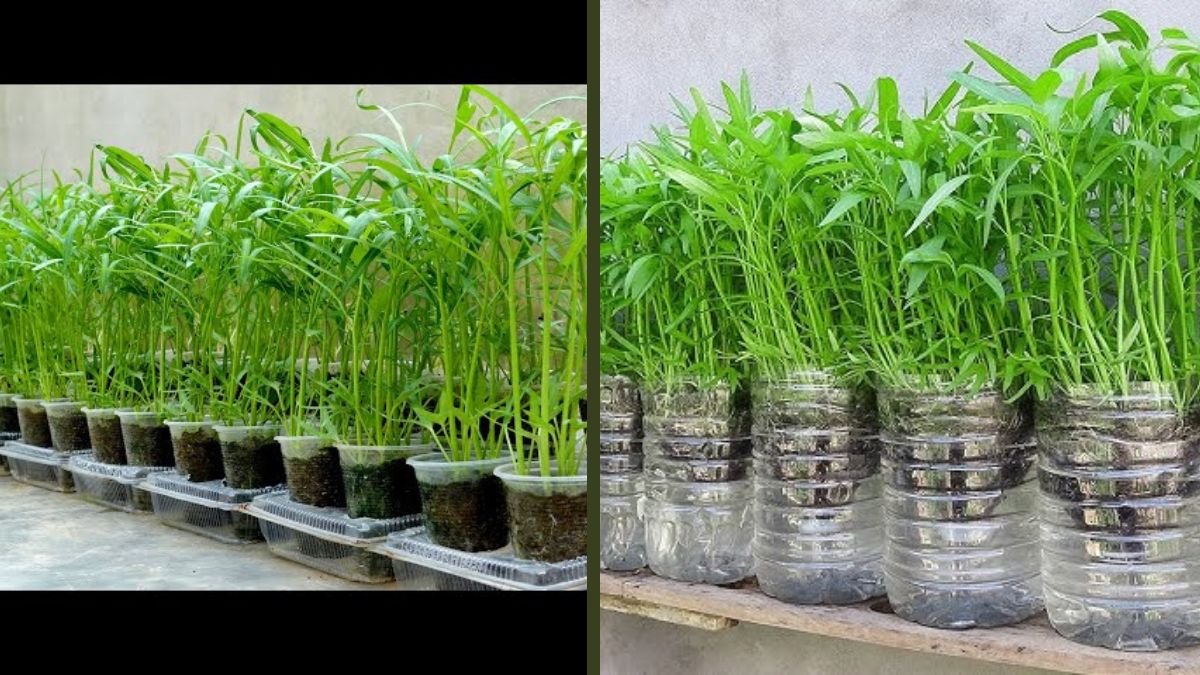 Jungle in Your Backyard – How to Grow Water Spinach Like Never Before