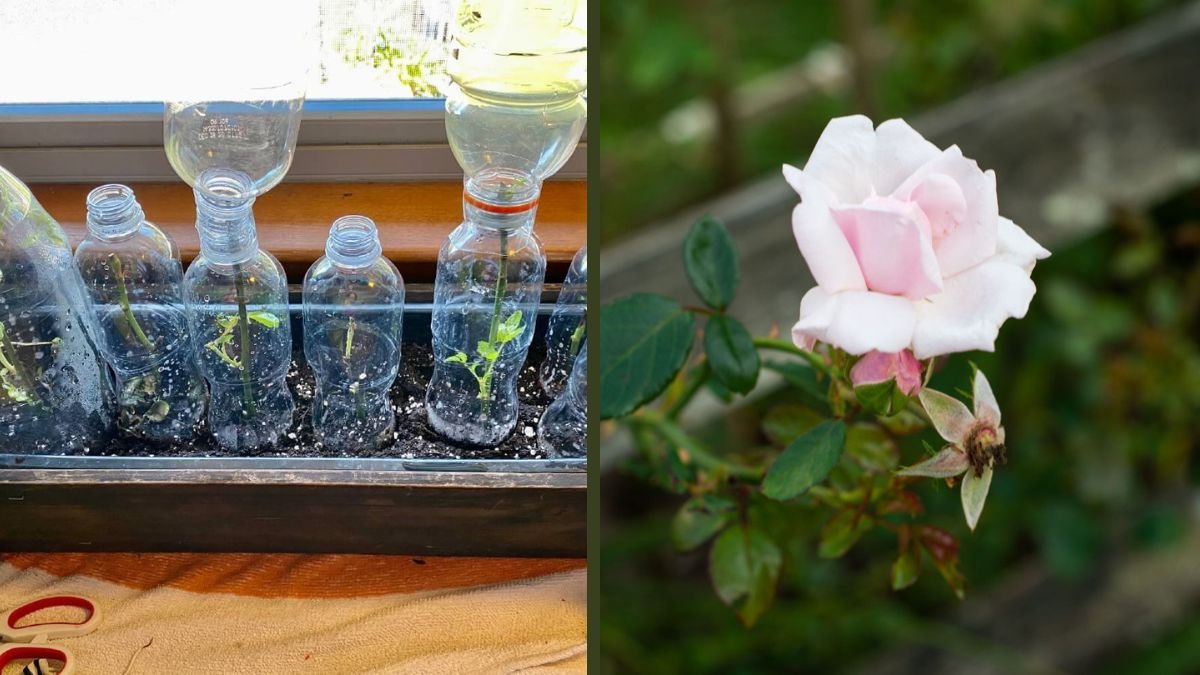Fastest Way to Propagate Roses at Home Without Anyone Knowing