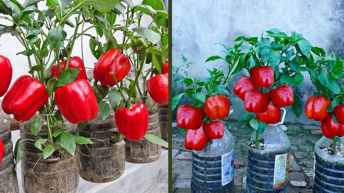 No Garden? Grow Tons of Peppers in Hanging Bottles – High Yield Vertical Gardening Guide