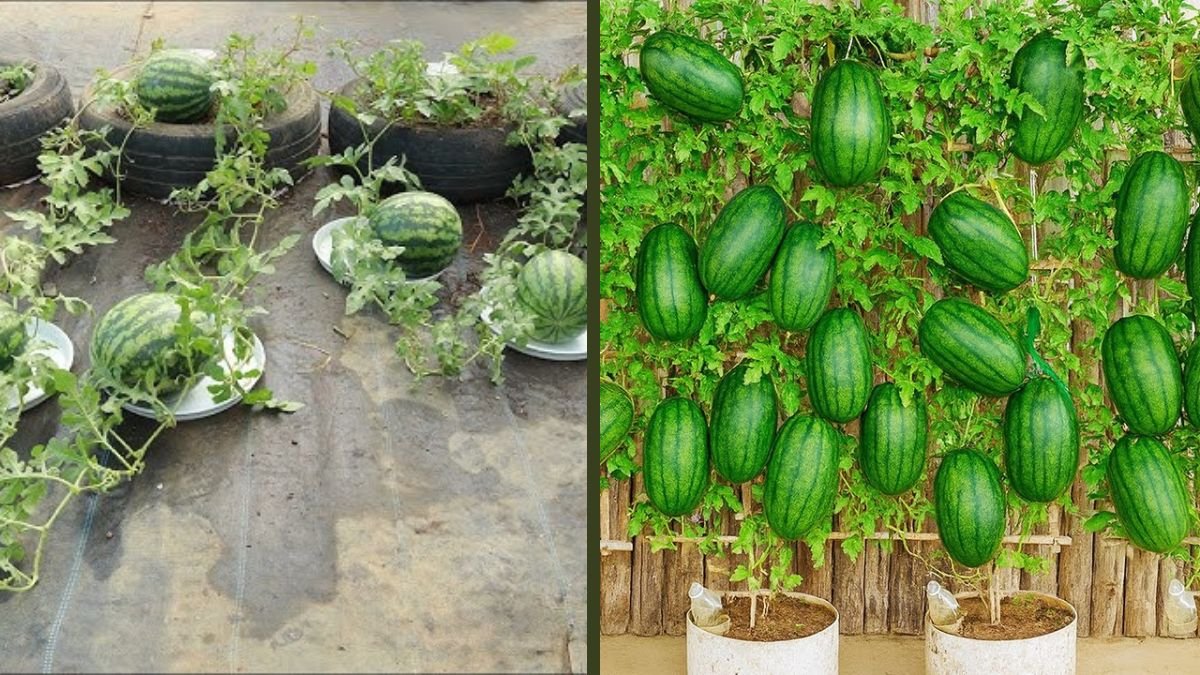 Speedy Watermelon Growing – Big Harvests from Rooftop Plastic Tubs