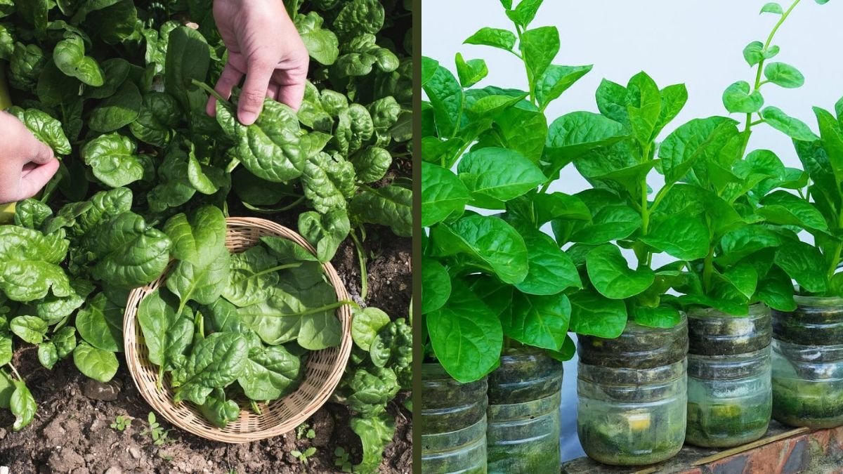 3-Tier Garden Full of Spinach – My Homegrown Harvest from a Small Space