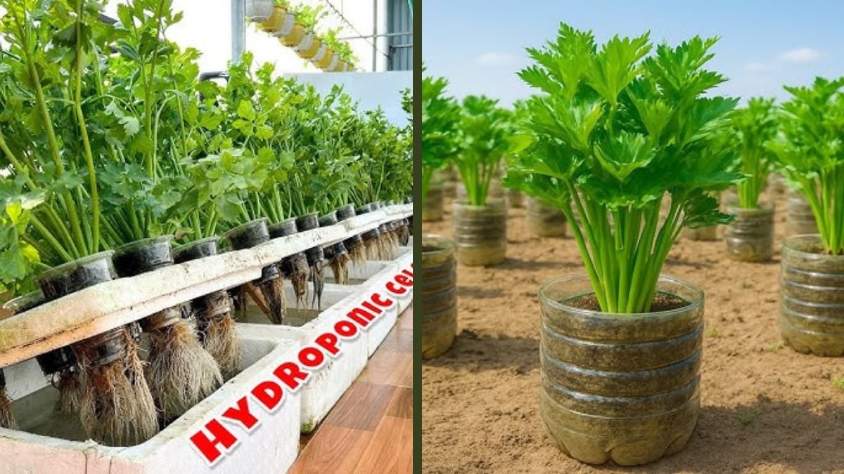 Grow Celery in Hanging Plastic Containers | Easy Balcony Gardening Tips