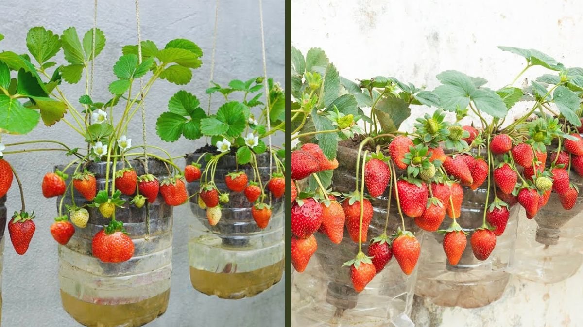 How to Grow Strawberries in Hanging Baskets | Easy DIY Method