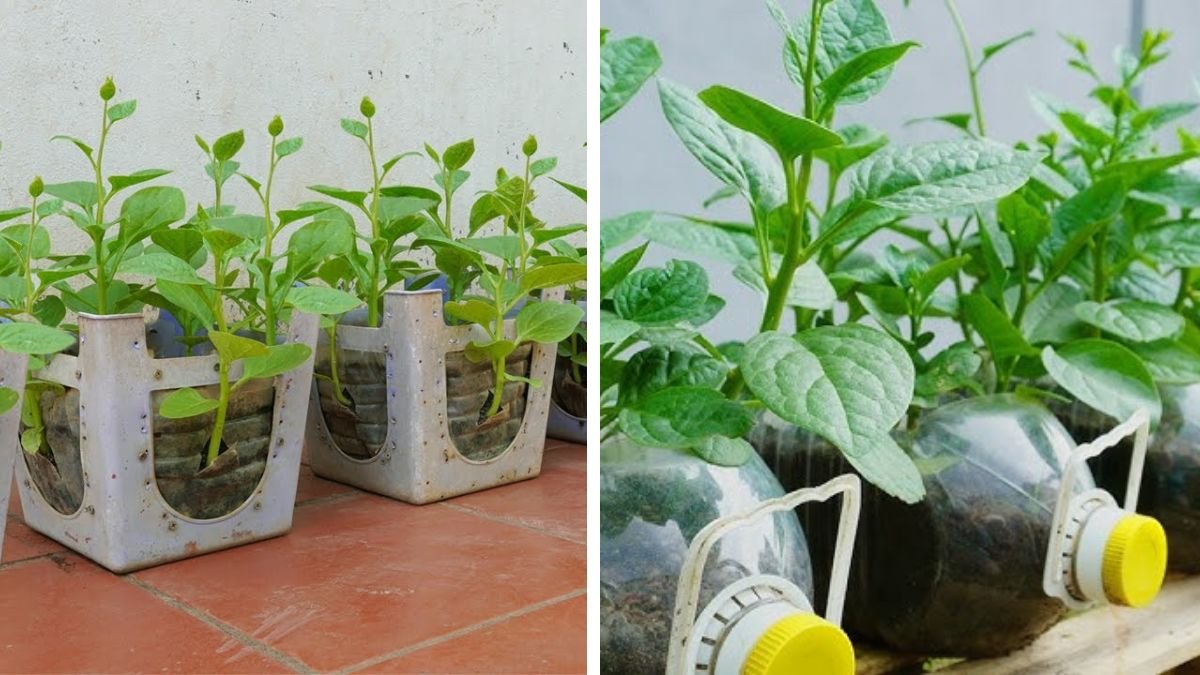 Turn Plastic and Kitchen Waste into a Super-Productive Malabar Spinach Garden