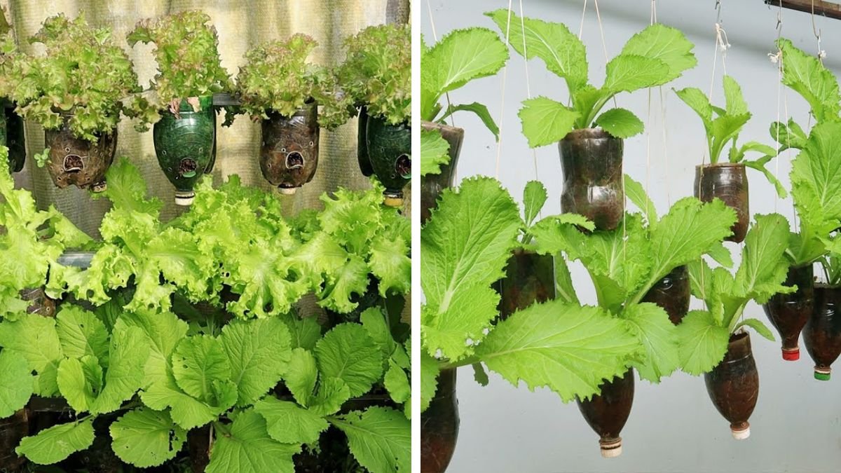 Turn a Series of Old Plastic Bottles into a Beautiful Hanging Vegetable Garden
