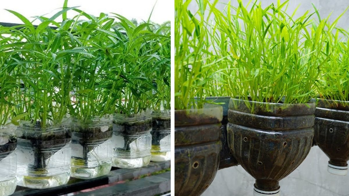 Hydroponic Water Spinach Growing Tips – Never Forget to Water Again