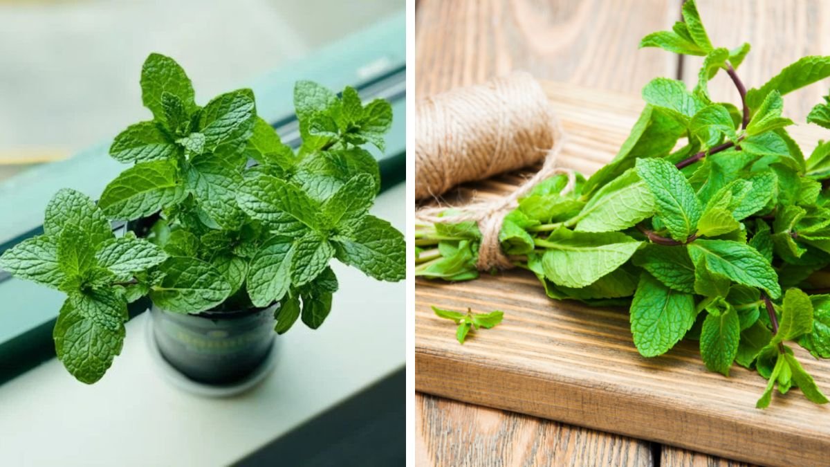Hydroponic Mint Herb Secret Revealed – Grow Super Green Mint Using Only Stem Tips