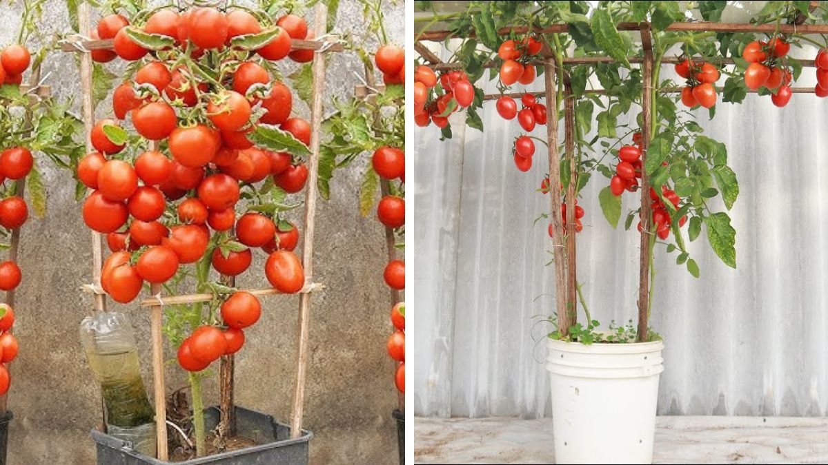 How to Grow a High-Yield Tomato Trellis with Just One Paint Bucket