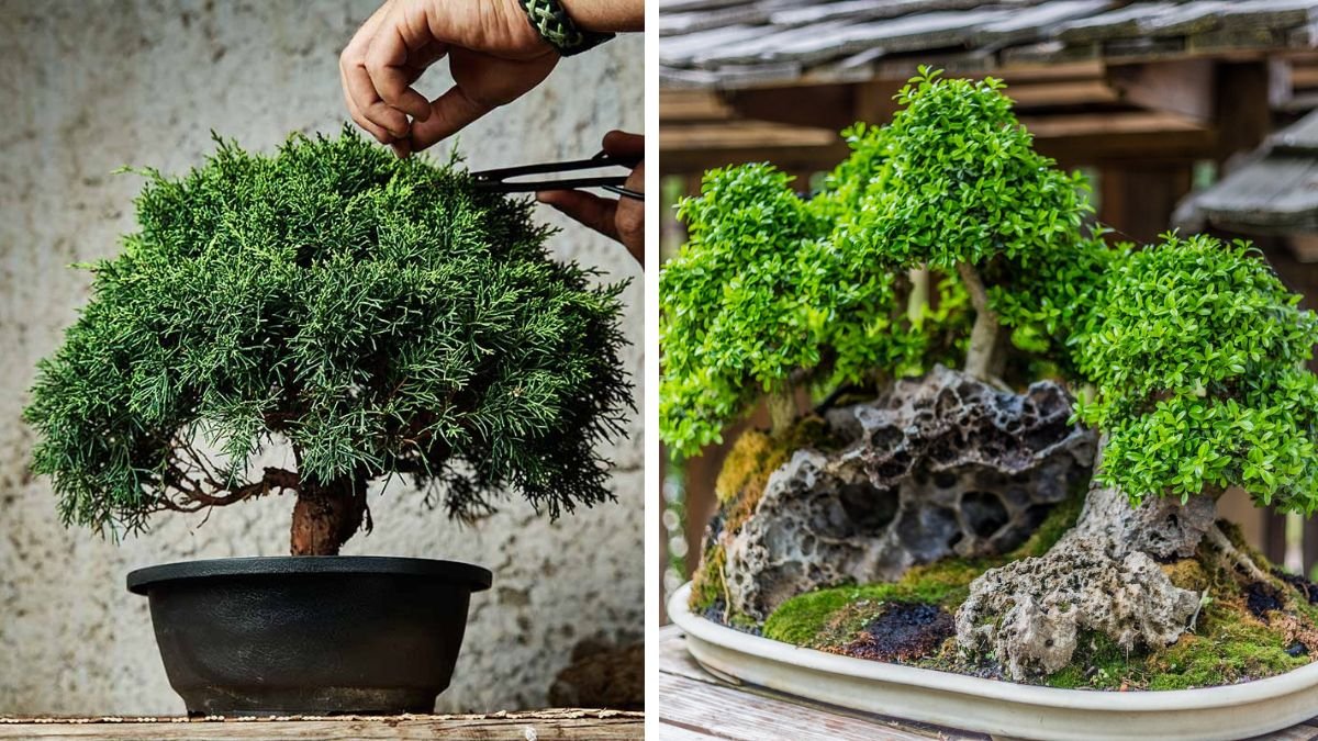 Best Practices for Maintaining Outdoor Landscape Bonsai Throughout the Seasons