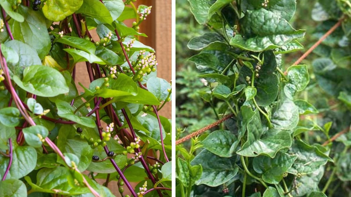 Easy Steps to Grow Malabar Spinach in Your Garden without Climbing Support