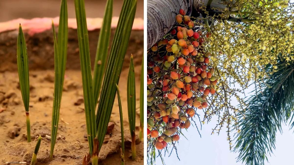 How to Successfully Germinate Date Palm Seeds at Home Using Simple Techniques