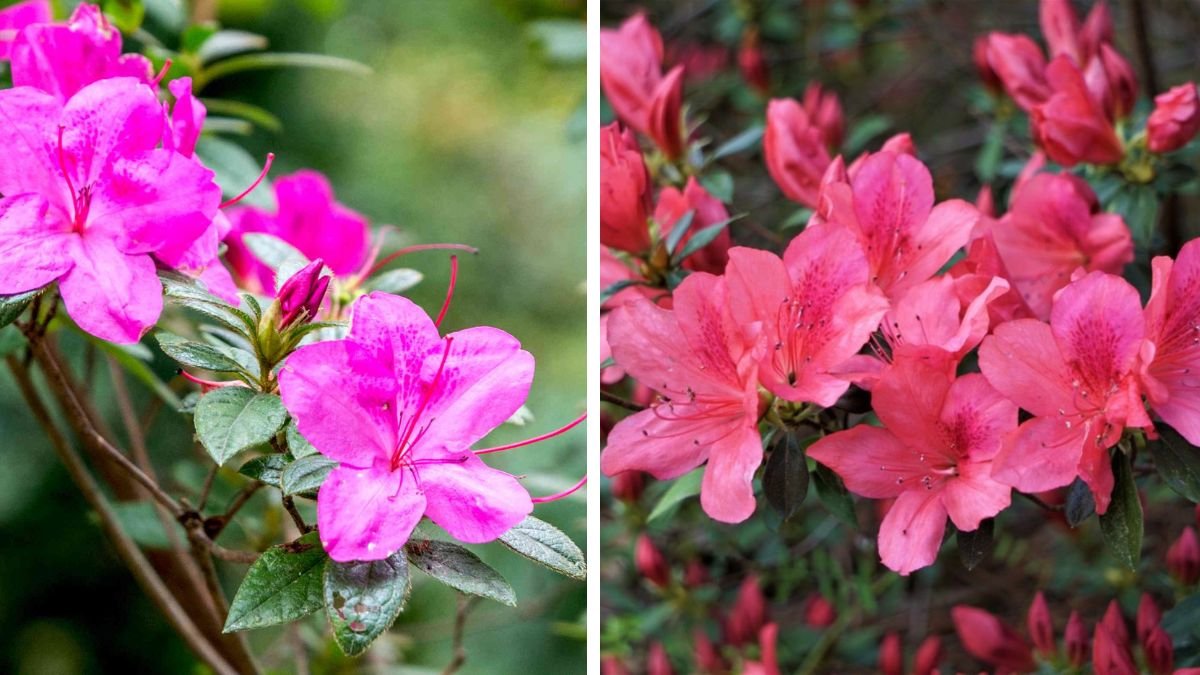 Simple Guide to Growing Azaleas in Cool Climate Gardens for Vibrant Blooms Year Round