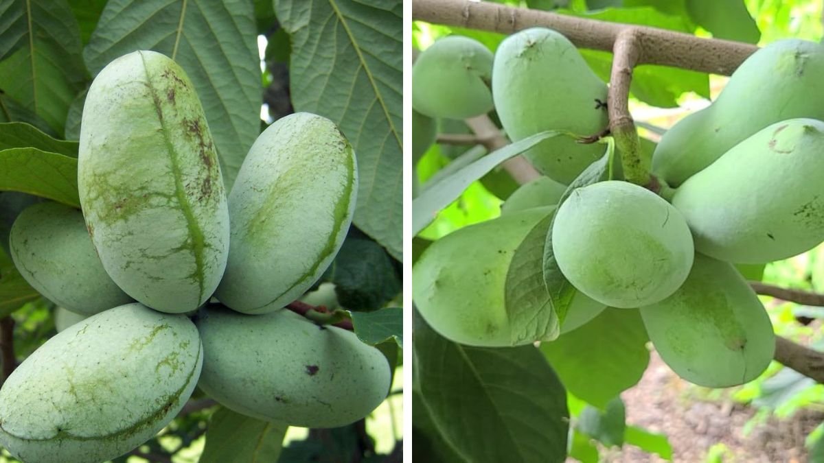 Optimal Techniques for Cultivating Pawpaw Trees in Northern Climates for Maximum Yield