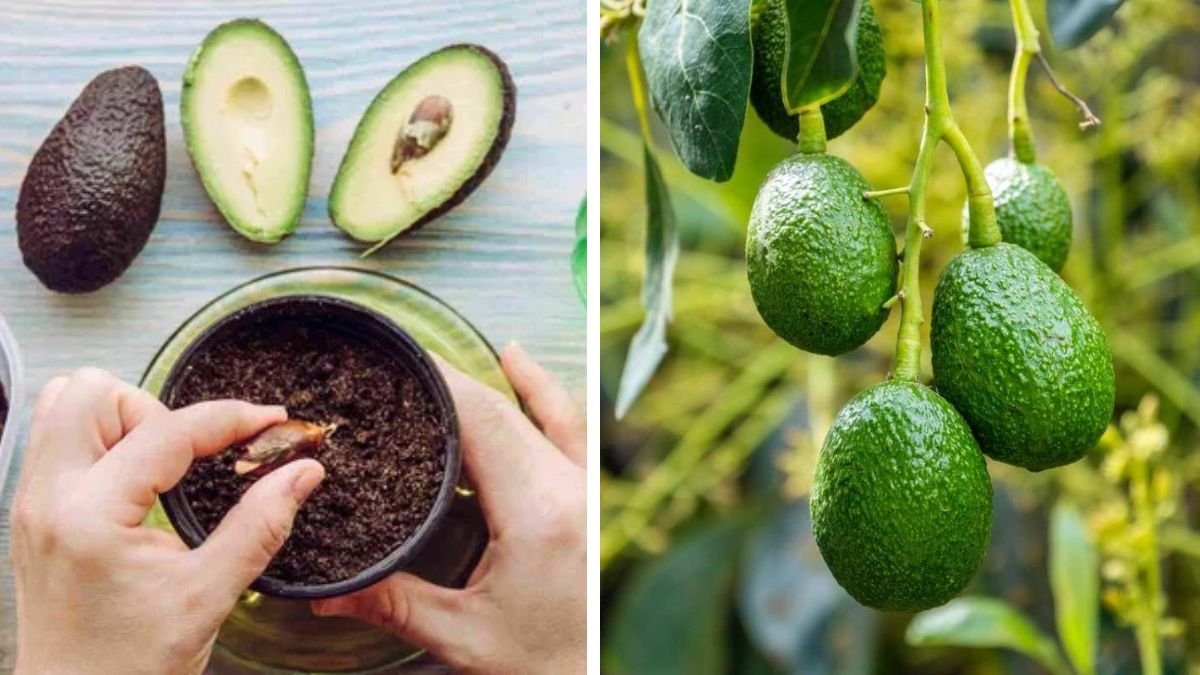 Comprehensive Guide to Growing Dwarf Avocado Varieties for Home Gardens