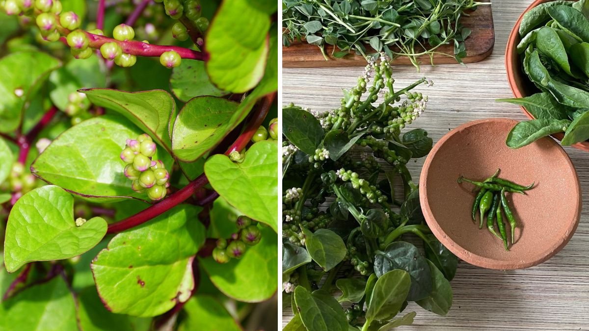 How to Successfully Cultivate and Maintain Your Malabar Spinach Bushy Plant for Abundant Harvests