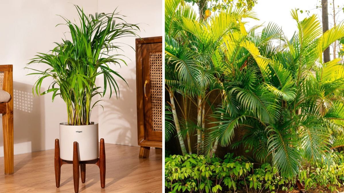 Comprehensive Guide to Growing Areca Palms in Containers for Indoor Environments