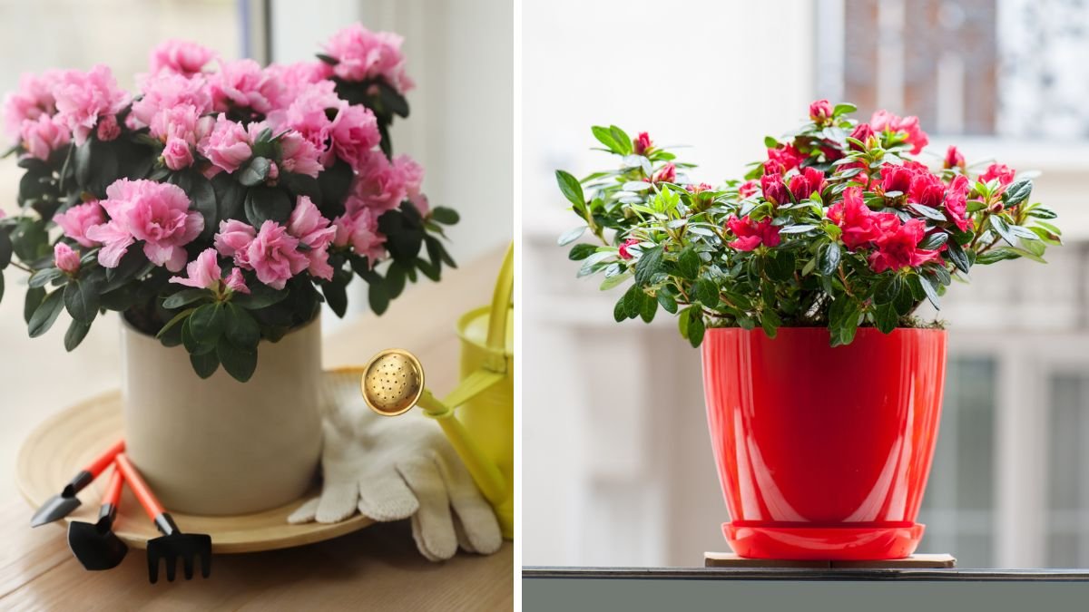 How to Successfully Grow Mini Azalea Flowering Indoors for Year Round Beauty