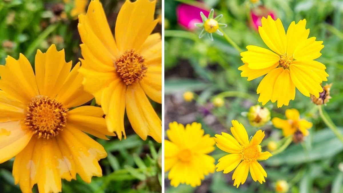 Ultimate Guide to Growing Lush Coreopsis Flowers for a Vibrant Summer Garden