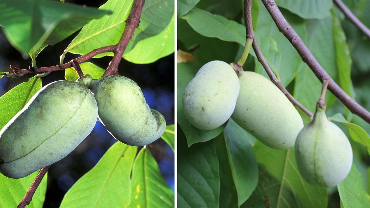 Exploring Simple Methods to Successfully Cultivate Pawpaw Trees in Cold Climate Environments