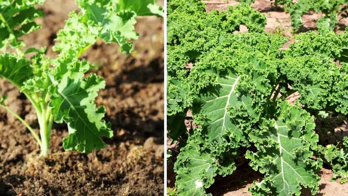 Simple Steps to Grow Delicious Kale Baby Greens at Home